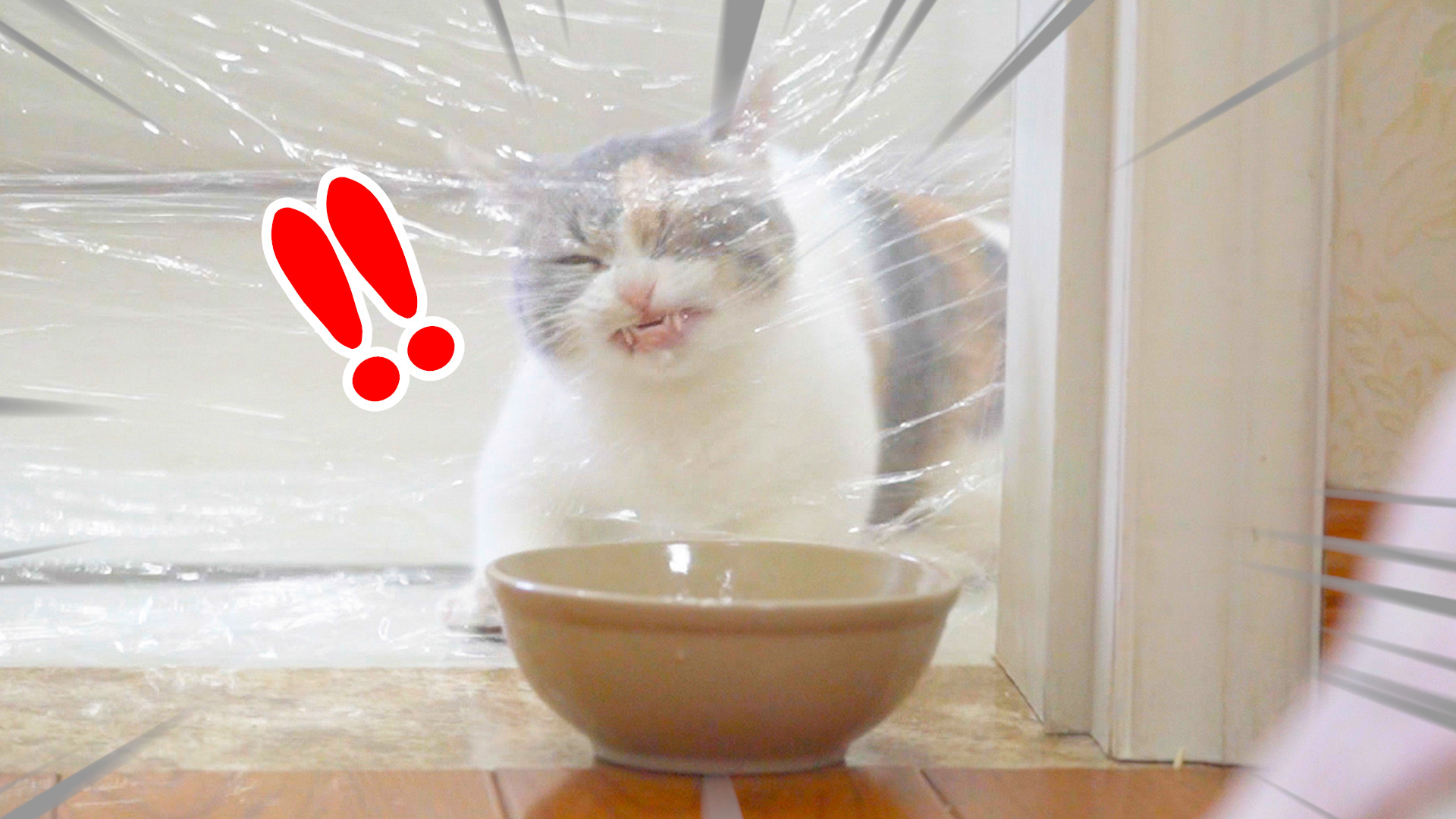 用保鲜膜封住猫咪去路,猫会撞上去吗?猫:我的脸!